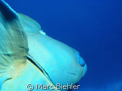 Napoleon fish at Muri Muri Bora Bora by Marc Biehler 